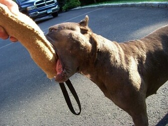 All Wallpaper American Pitbull Dogs HD