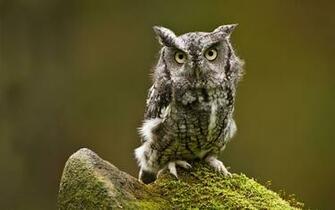 Owl Wallpaper Best