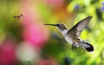 Bee Full HD High Definition Wallpaper Pictures For Desktop