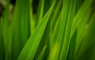 Tag Tall Grass Wallpaper Background Photos Image Andpictures