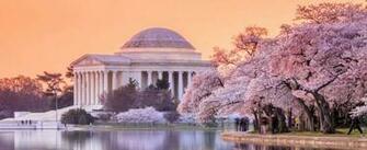 Dc Cherry Blossom Festival Washington National