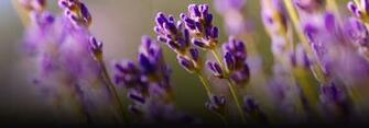 Doterra Background