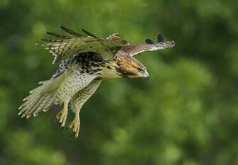 Red Tail Hawk Wallpaper