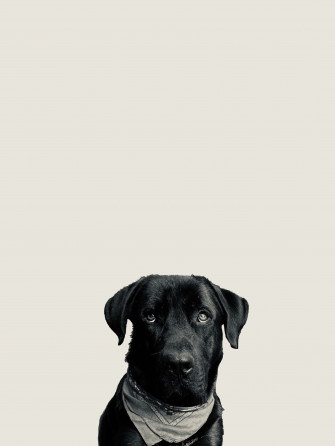 iPhone Wallpaper