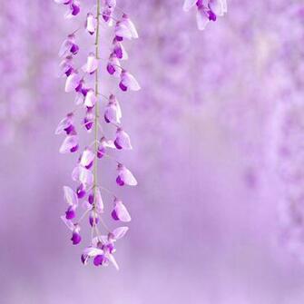 Light Purple Flower Background Image Amp Pictures Becuo