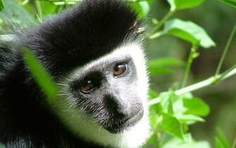 Wallpaper S Desktop Monkey