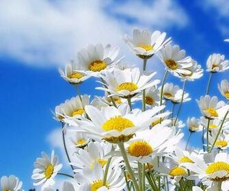 Imaginative Spring Flower Wallpaper Daisy