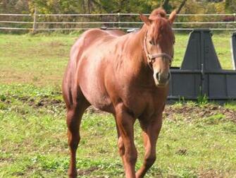 American Quarter Horse Wallpaper