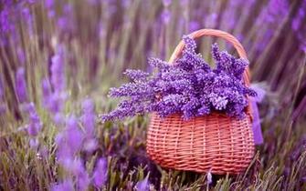 Lavender Flowers Garden Wallpaper Image Live HD
