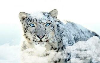 Apple Mac Os X Snow Leopard Desktop Wallpaper