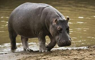 Hippos Image Hippo Wallpaper HD And Background