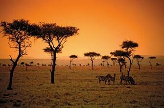 Africa Savana Wallpaper HD Desktop And Mobile Background