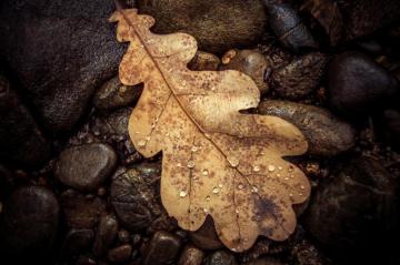 Weathered Autumn Nature Stone Water
