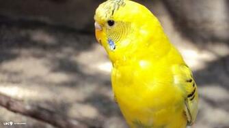 Parakeet Bird Wallpaper Collection Of