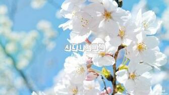 Alisha White Blossoms HD Wallpaper Background