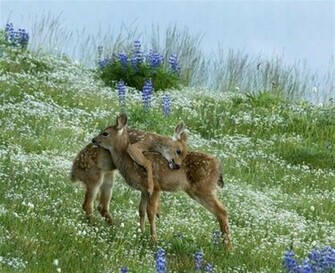 Deer Wallpaper HD