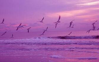 Birds Flying Wallpaper