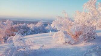 Snowy Trees Wallpaper Nature