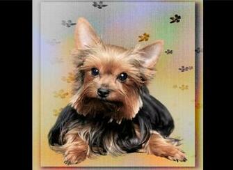 Yorkie Wallpaper