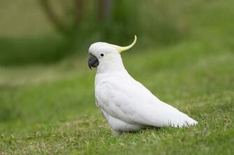 Sulphur Crested Cockatoo Wallpaper Animal Hq