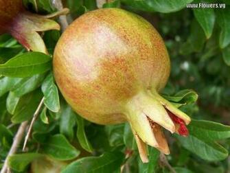 Fruits Wallpaper For Desktop Background HD