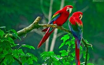 Parrots Couple HD Wallpaper Image Couples Parrot
