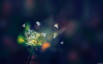 Dandelion Flies Wallpaper HD