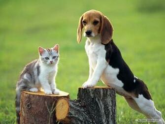Beagle Wallpaper Dogs