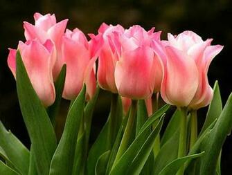 Beautiful Flower Scenery Wallpaper Tulip Background