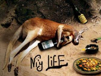 Wallpaper Funny Animals New
