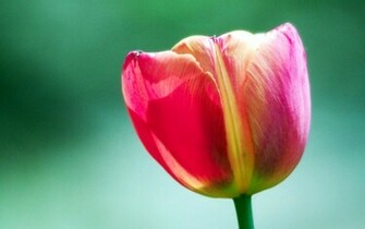 Pink Tulip Flower Wallpaper HD