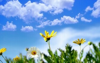 Spring Flowers Wallpaper