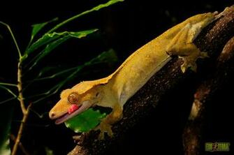 Crested Gecko Wallpaper The Yellow Geckos Of