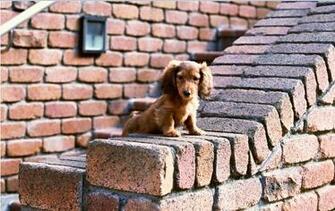 Dachshund Theme For Windows Pimp Your Gadgets