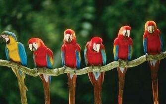 Macaws Tree Wallpaper Bird And Pictures For Desktop