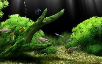 Fish Tank HD The Best Laptop Wallpaper