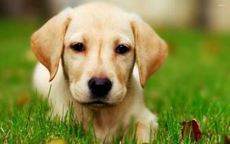 Labrador Puppy Wallpaper Animal