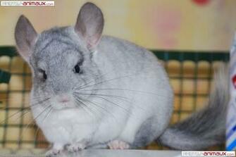 T L Chargement Du Fond D Cran De Rongeurs Chinchilla En