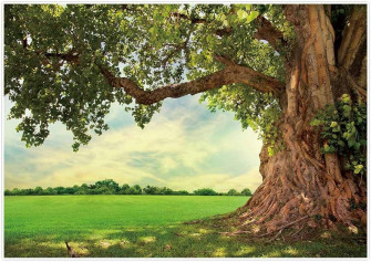 Amazon Allenjoy Nature Spring Backdrop Rural Aged Tree