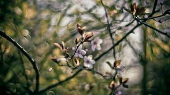 Hidden Blossom HD Wallpaper Theme Bin Customization