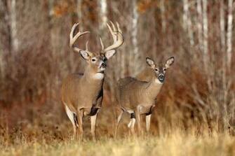 Beautiful Wallpaper Deer