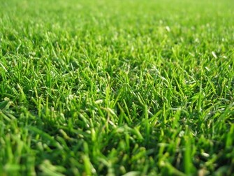 Windows Wallpaper Green Grass