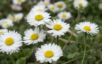 Daisies Widescreen Desktop Wallpaper Dark Gray