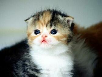 Baby Cat Wallpaper