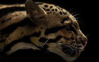 Wildcat Wallpaper