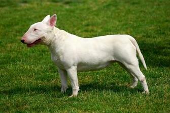 Pittbull Wallpaper Image