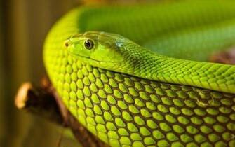 Green Snake Wallpaper