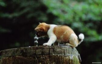 Pictures Image And Photos Wallpaper Animal Lovely Dog Baby