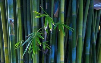 Bamboo Wallpaper