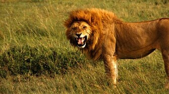 Lion Desktop Wallpaper HD